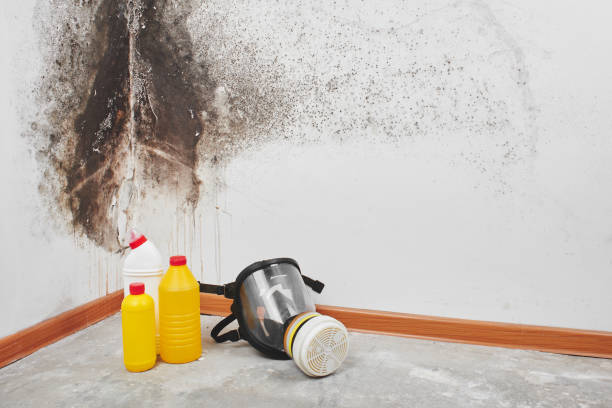 Best Mold Damage Repair  in Mahopac, NY