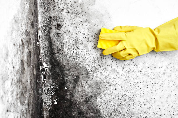 Certified Mold Removal in Mahopac, NY