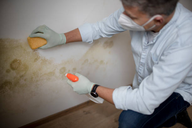 Best Black Mold Removal  in Mahopac, NY