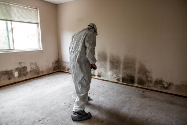 Best Commercial Mold Removal  in Mahopac, NY