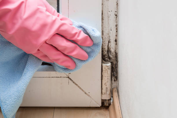 Best Black Mold Removal  in Mahopac, NY